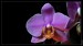 orchidej 1